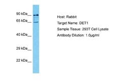 DET1 Rabbit anti-Human, Polyclonal, Novus Biologicals 0.1ml; Unconjugated:Antibodies,
